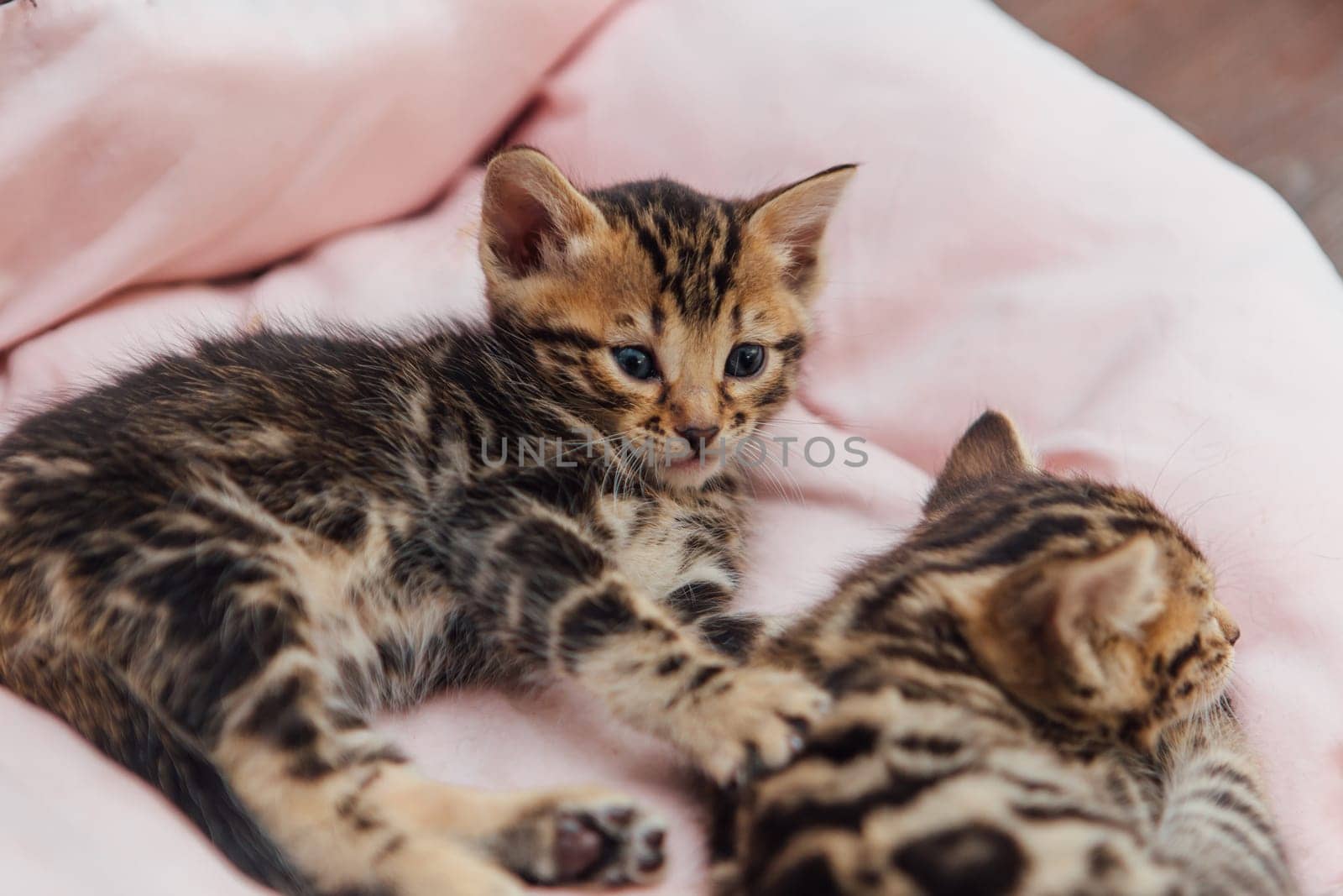 Close-up faces of cute bengal one month old kittens laying on the cat's pillow