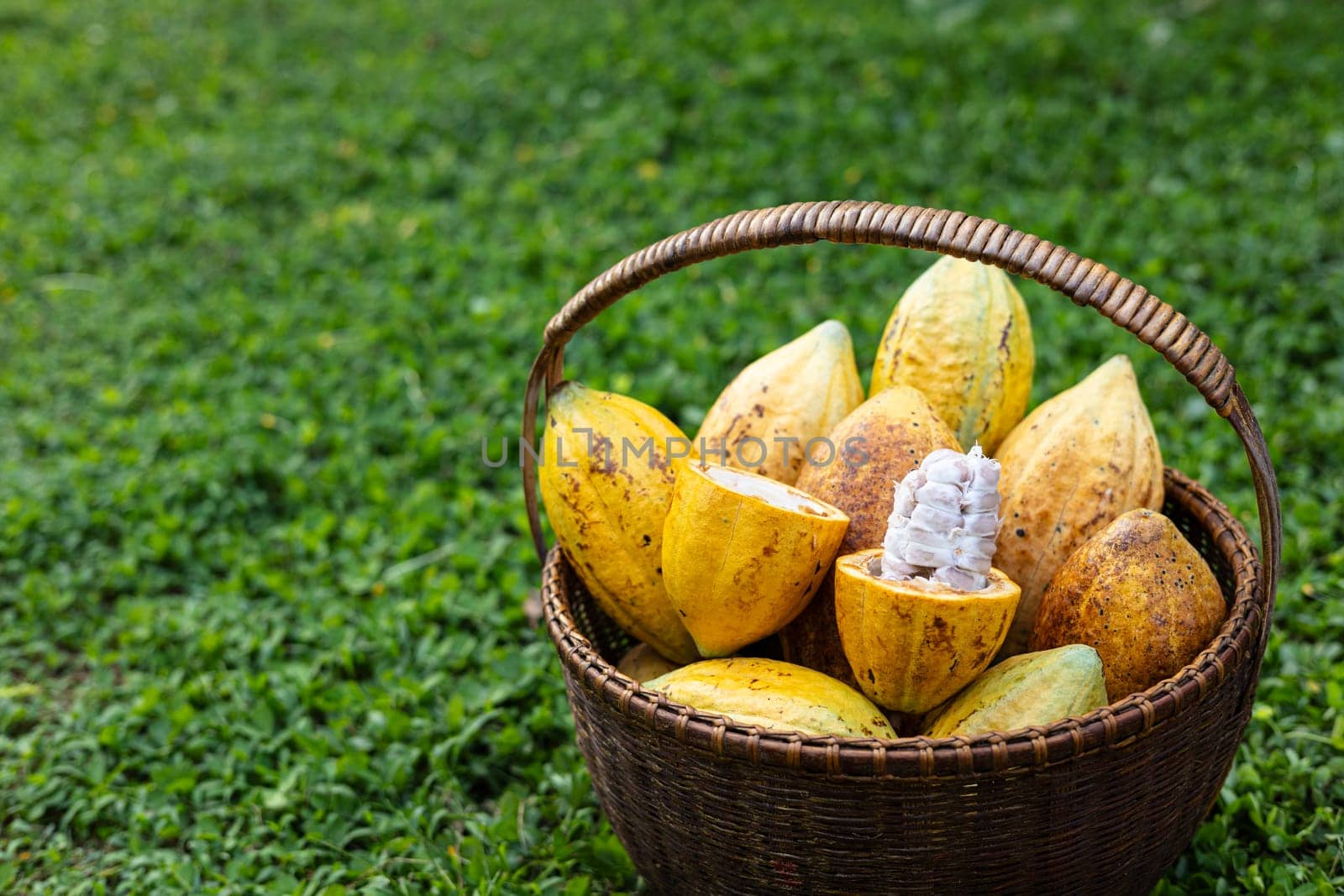 Ripe Cacao Fruit In The Basket by urzine