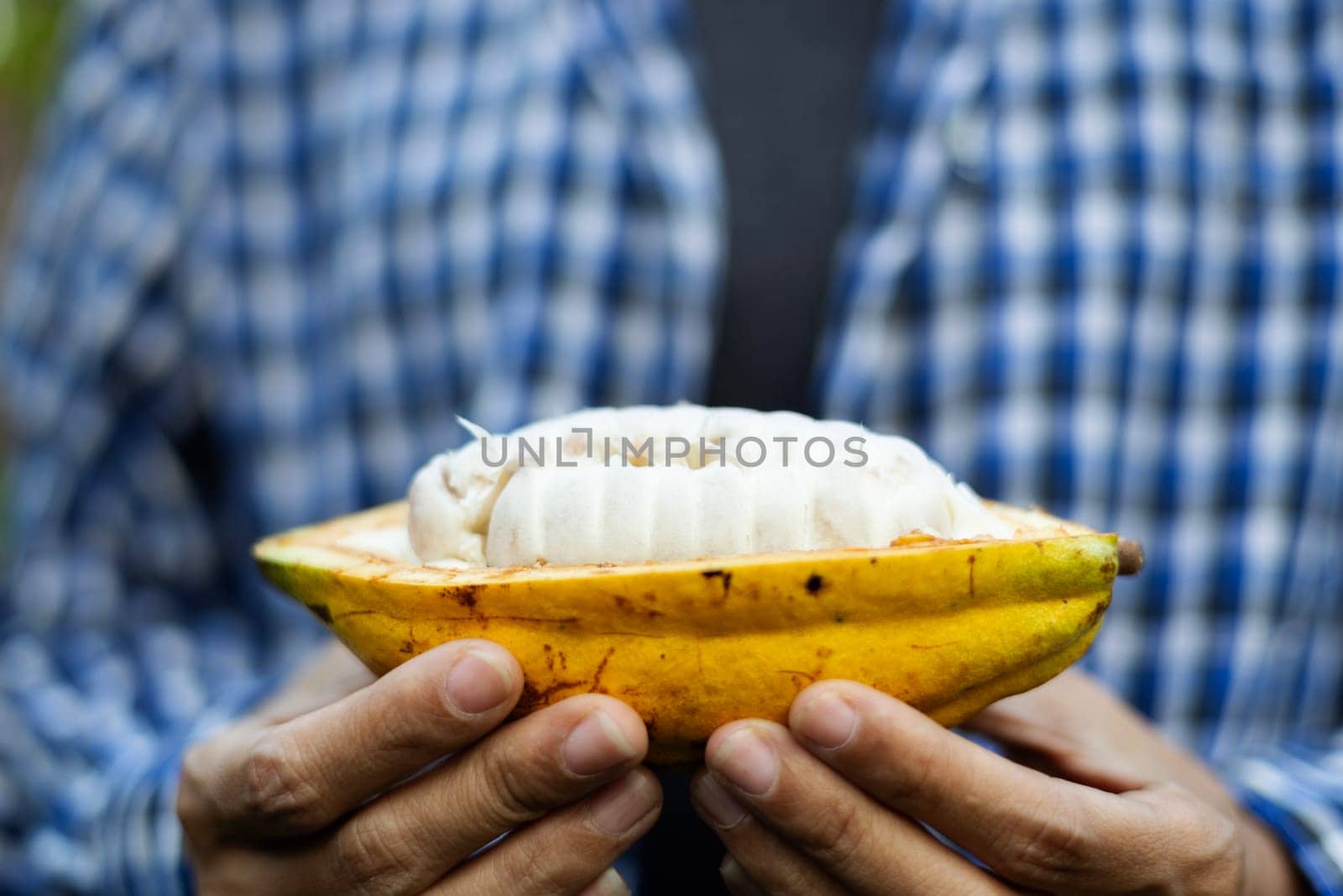 Woman Farmer holding a ripe cocoa fruit with beans inside.