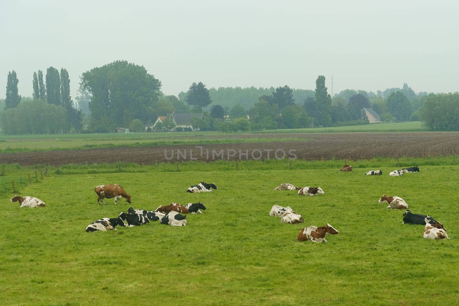 A group of cows rest and graze on the green grass of a rural farm. In the background, a small village and farm buildings are silhouetted against a fading overcast sky, enhancing the pastoral tranquility of the setting.