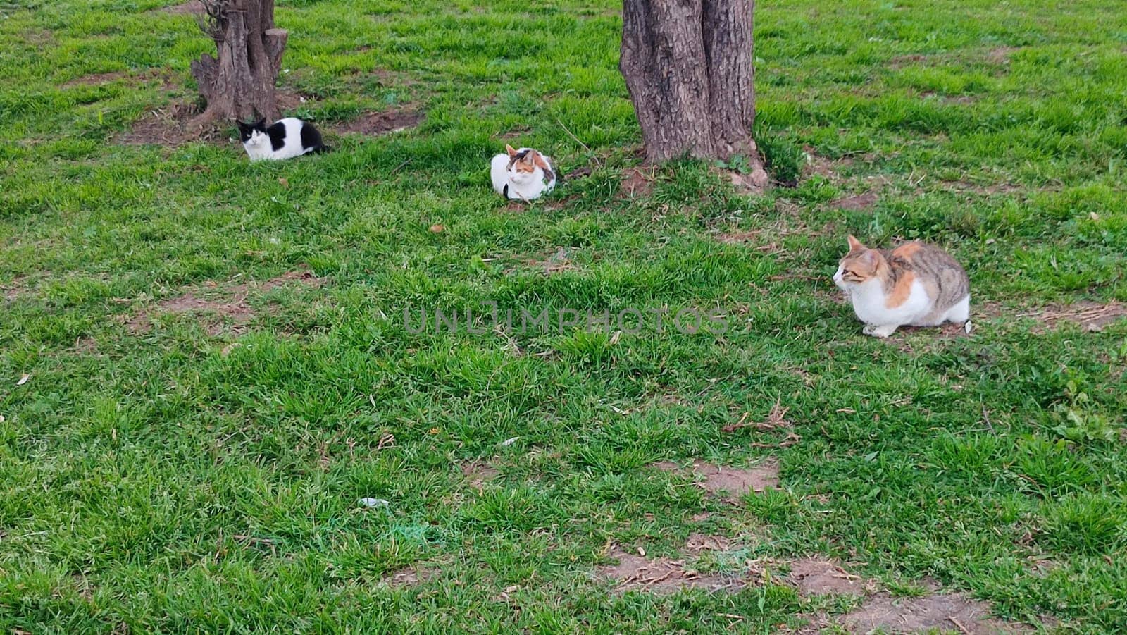 three cats sit on green grass in a park near the trees by Ply