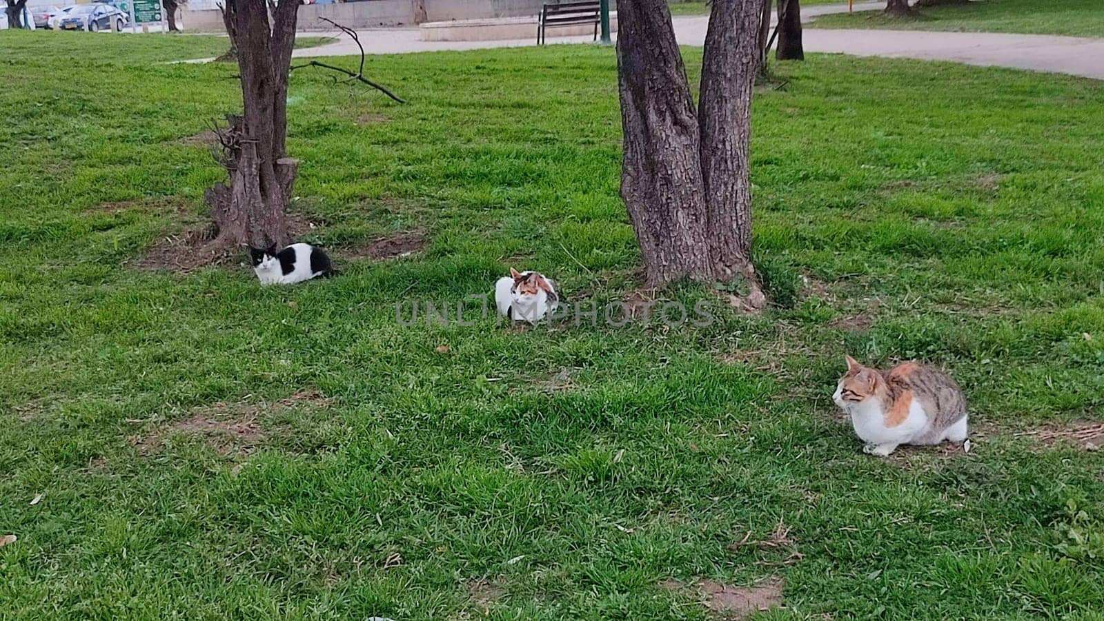 three cats sit on green grass in a park near the trees by Ply