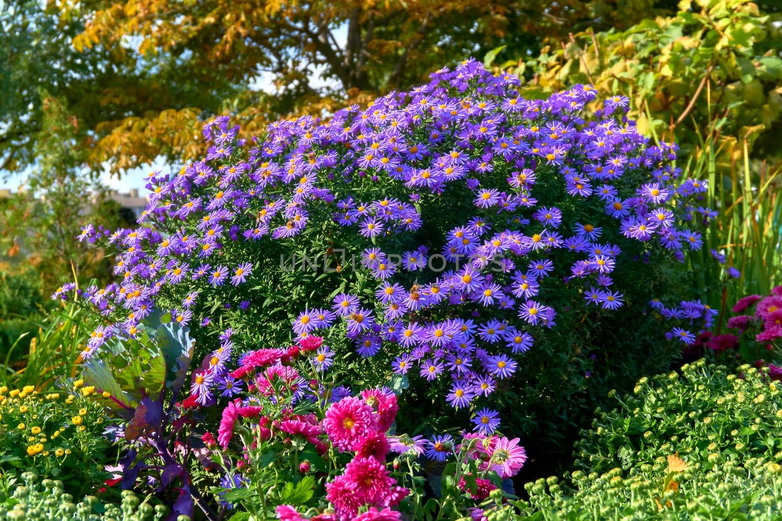 a plant of the daisy family that has bright rayed flowers, typically of purple or pink