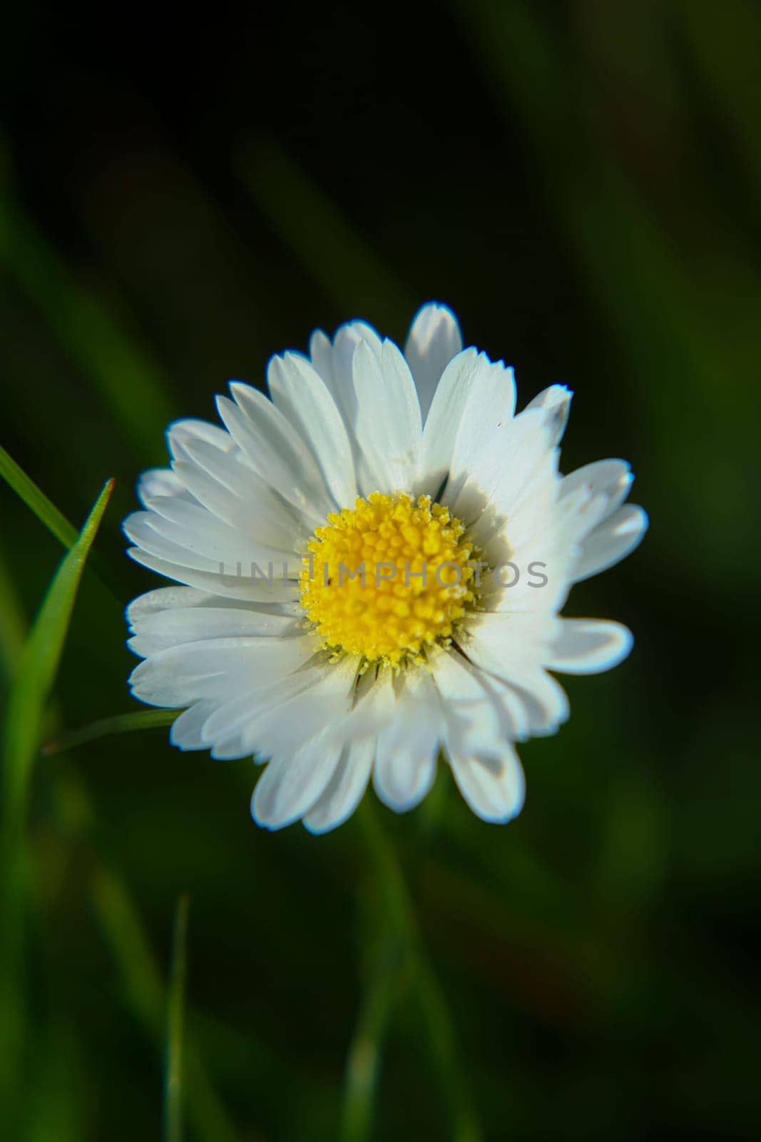 Absolute Beautiful Daisy flower blooming in the park during sunlight of summer day, good for room decor or multimedia background