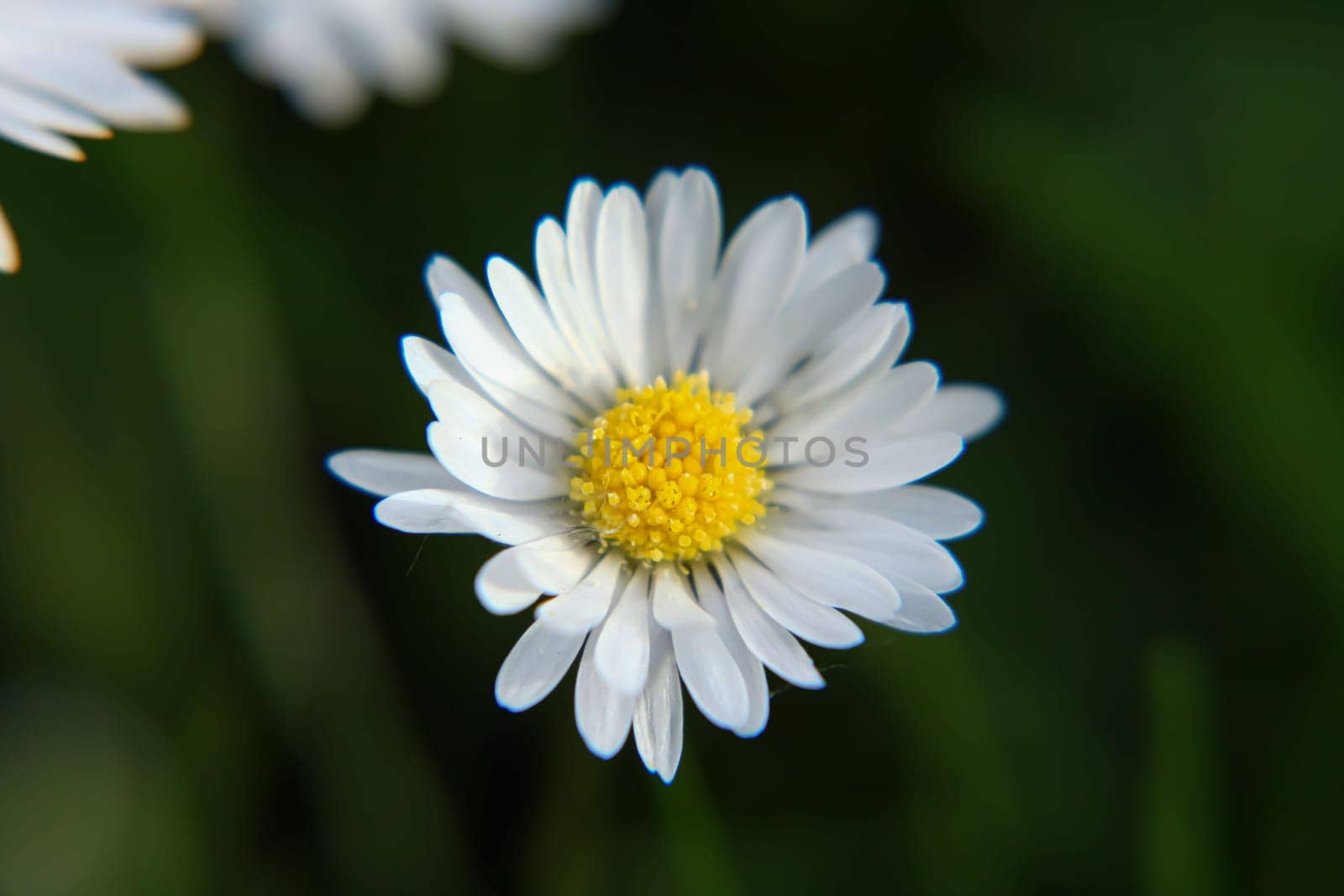 Absolute Beautiful Daisy flower blooming in the park during sunlight of summer day, good for room decor or multimedia background