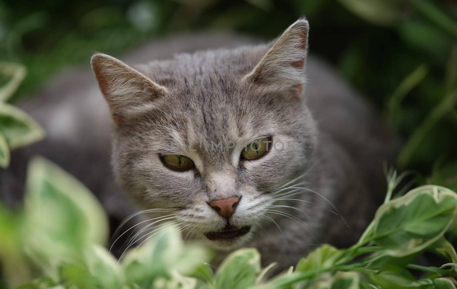 Beautiful gray cat with bright green eyes in grass by kuprevich