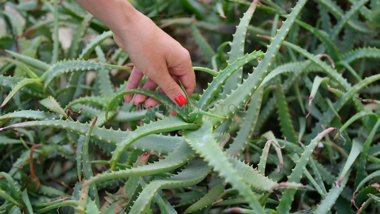 Woman hand tears off leaves of aloe vera from bush by kuprevich