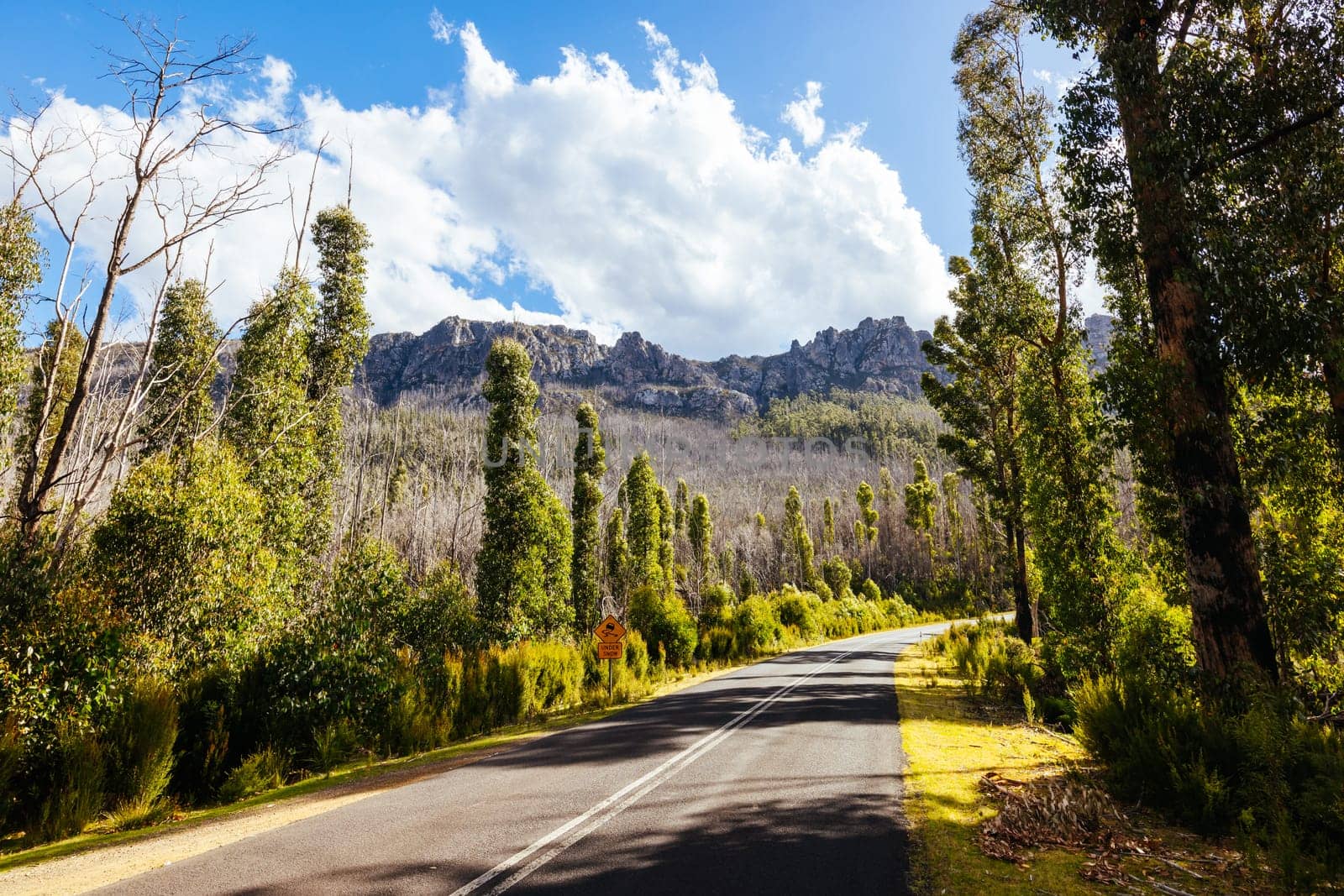 Gordon River Road Landscape in Tasmania Australia by FiledIMAGE