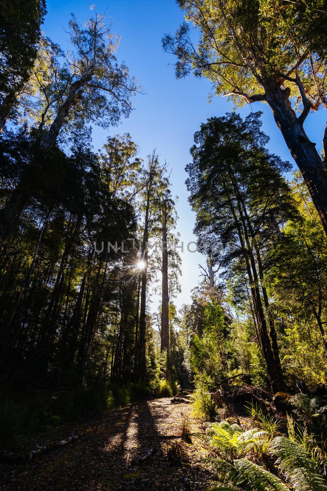 The secluded Twisted Sister Trail and landscape on a cool summer afternoon in Southwest National Park, Tasmania, Australia