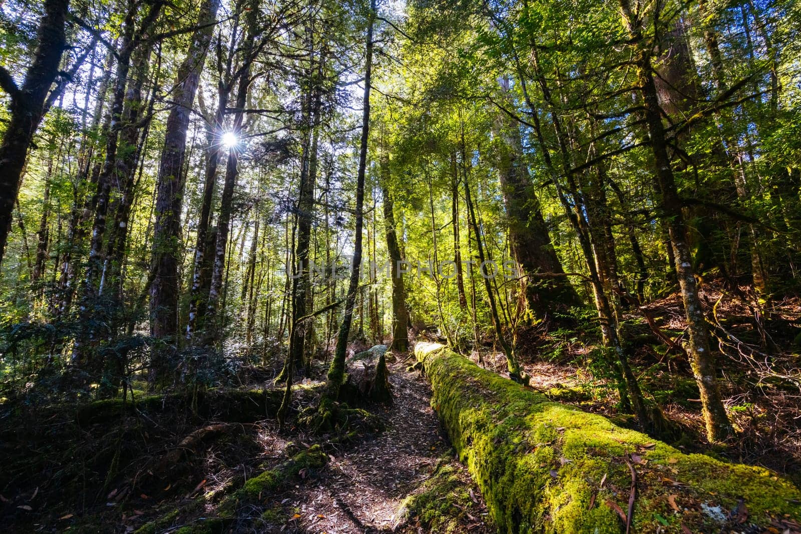 The secluded Twisted Sister Trail and landscape on a cool summer afternoon in Southwest National Park, Tasmania, Australia