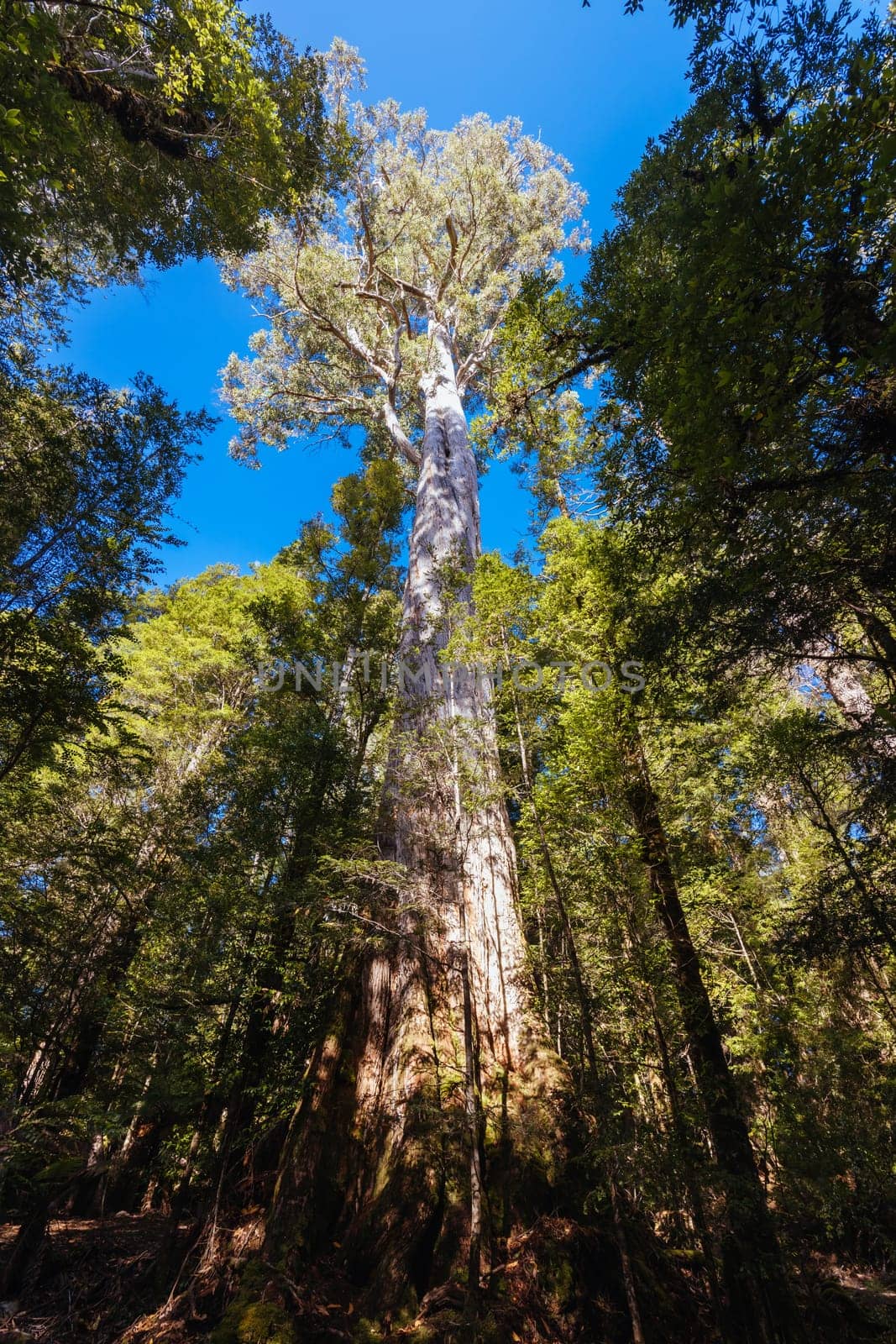 Twisted Sister Trail in Tasmania Australia by FiledIMAGE