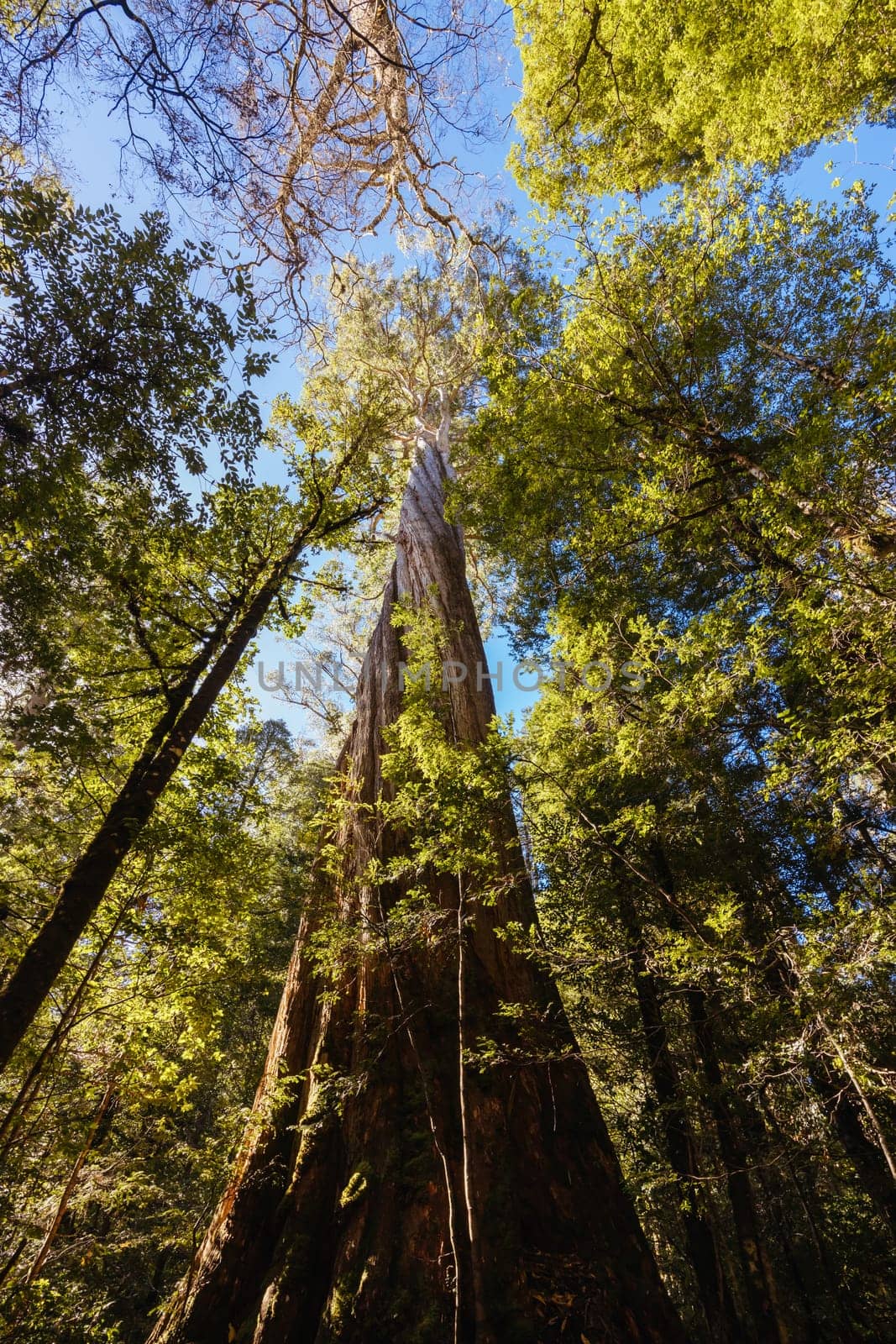 Twisted Sister Trail in Tasmania Australia by FiledIMAGE