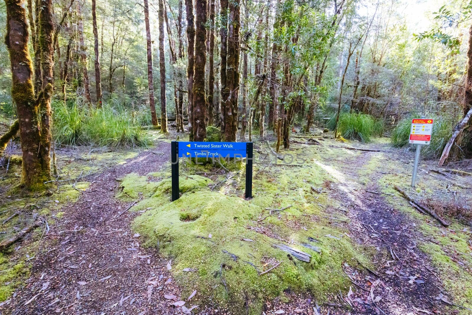 The secluded Twisted Sister Trail and landscape on a cool summer afternoon in Southwest National Park, Tasmania, Australia