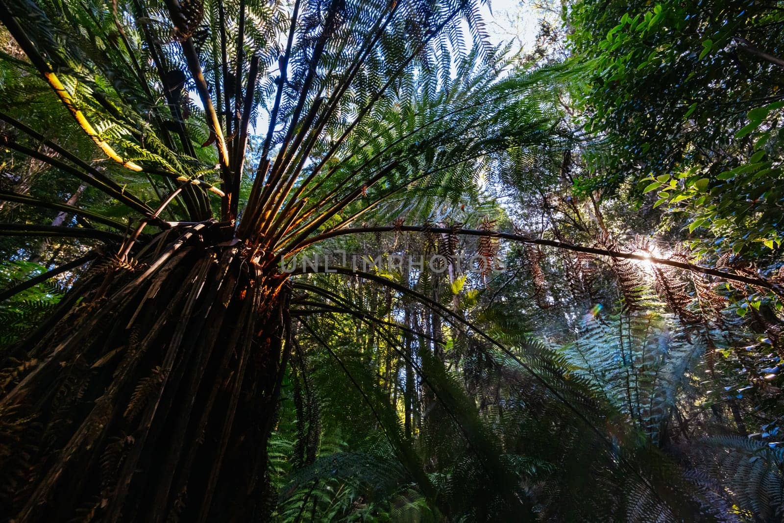 The secluded Twisted Sister Trail and landscape on a cool summer afternoon in Southwest National Park, Tasmania, Australia