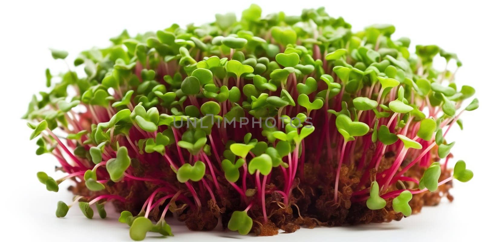 Healthy organic micro green sprouts with leaves isolated on white