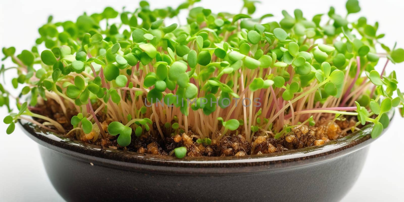 Growing micro green sprouts in container by tan4ikk1