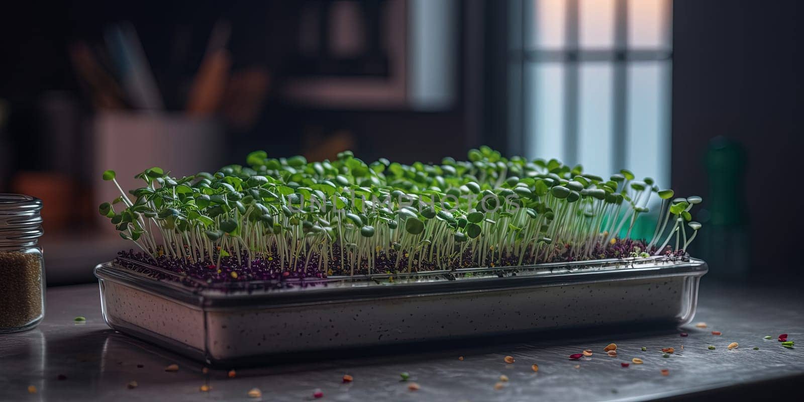 Growing micro green sprouts in container, healthy organic farm in the kitchen