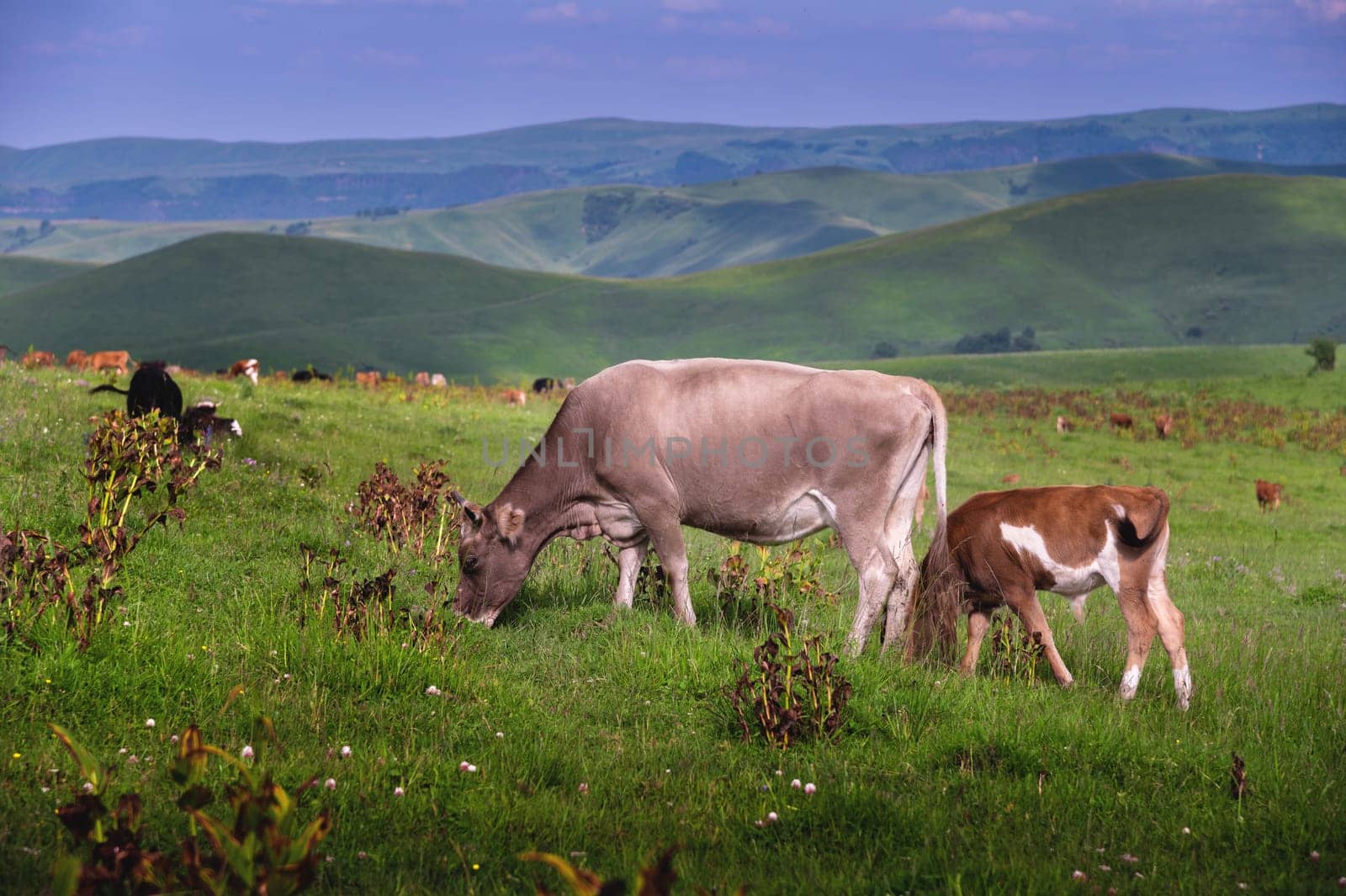 A cow and calf graze in a meadow on a summer evening. Natural grazing.