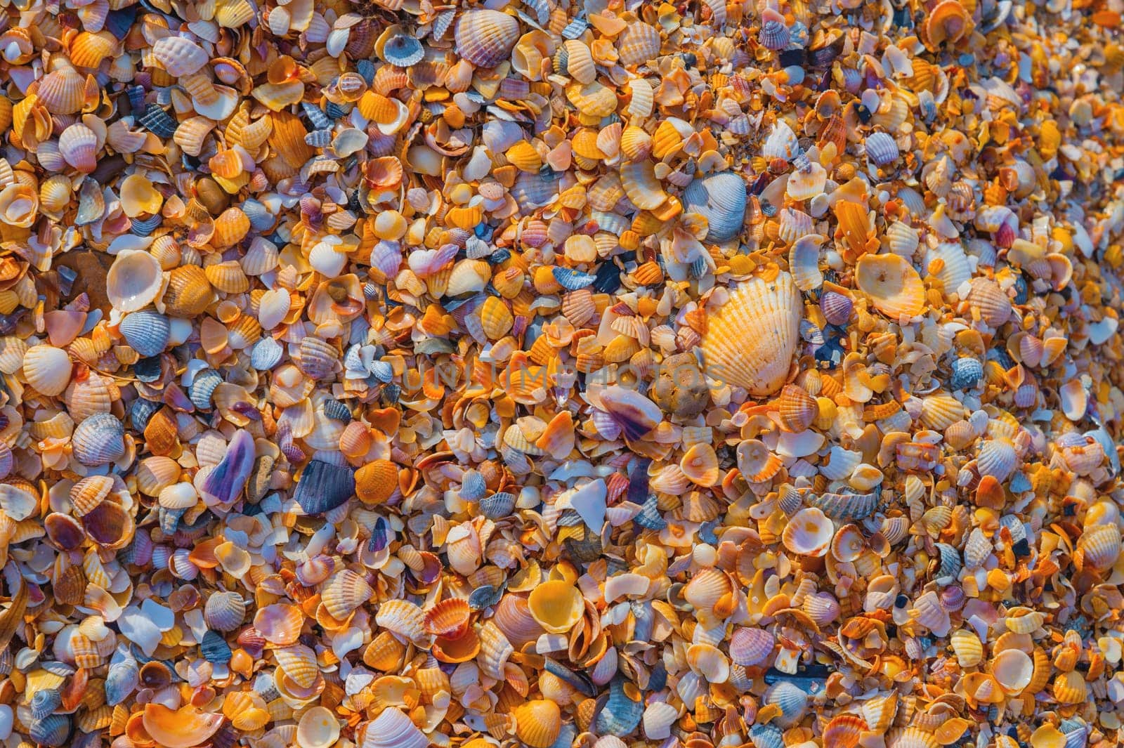 Shell Coast. Close-up of small seashells on the seashore. Sea background with sunset light by yanik88