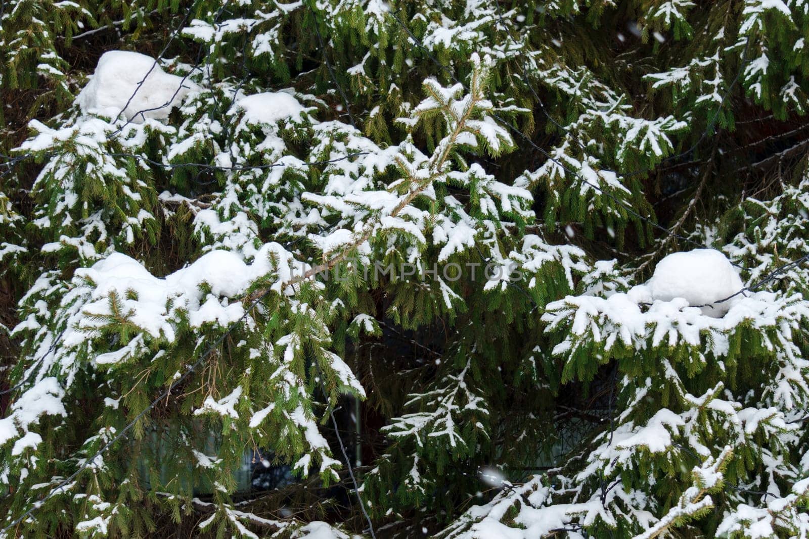 Winters Veil: Majestic Snow-Clad Pine Glistening in Frosty Splendor by darksoul72