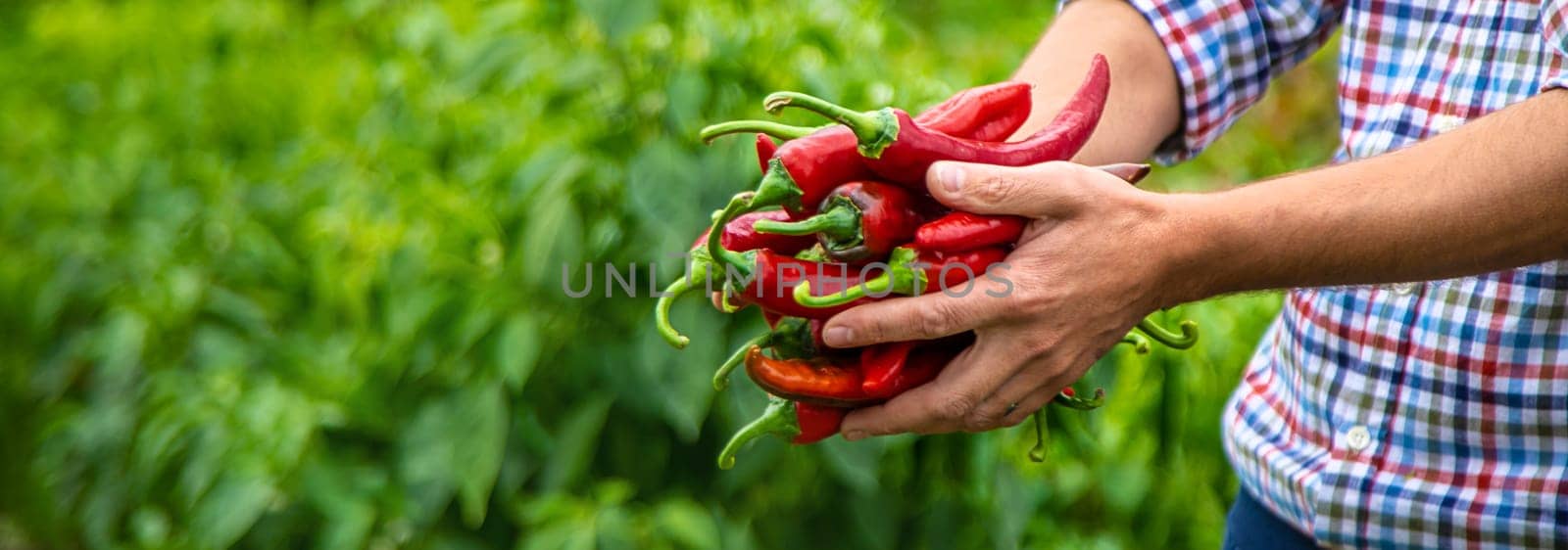 Farmer harvesting chili peppers in garden. Selective focus. by yanadjana