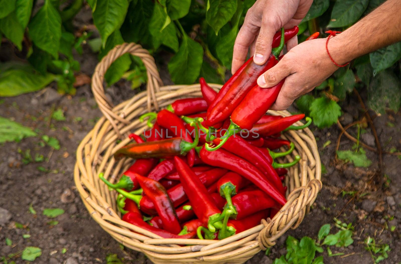 Farmer harvesting chili peppers in garden. Selective focus. by yanadjana