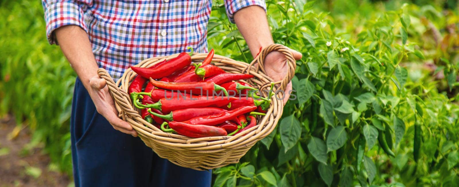 Farmer harvesting chili peppers in garden. Selective focus. Food.