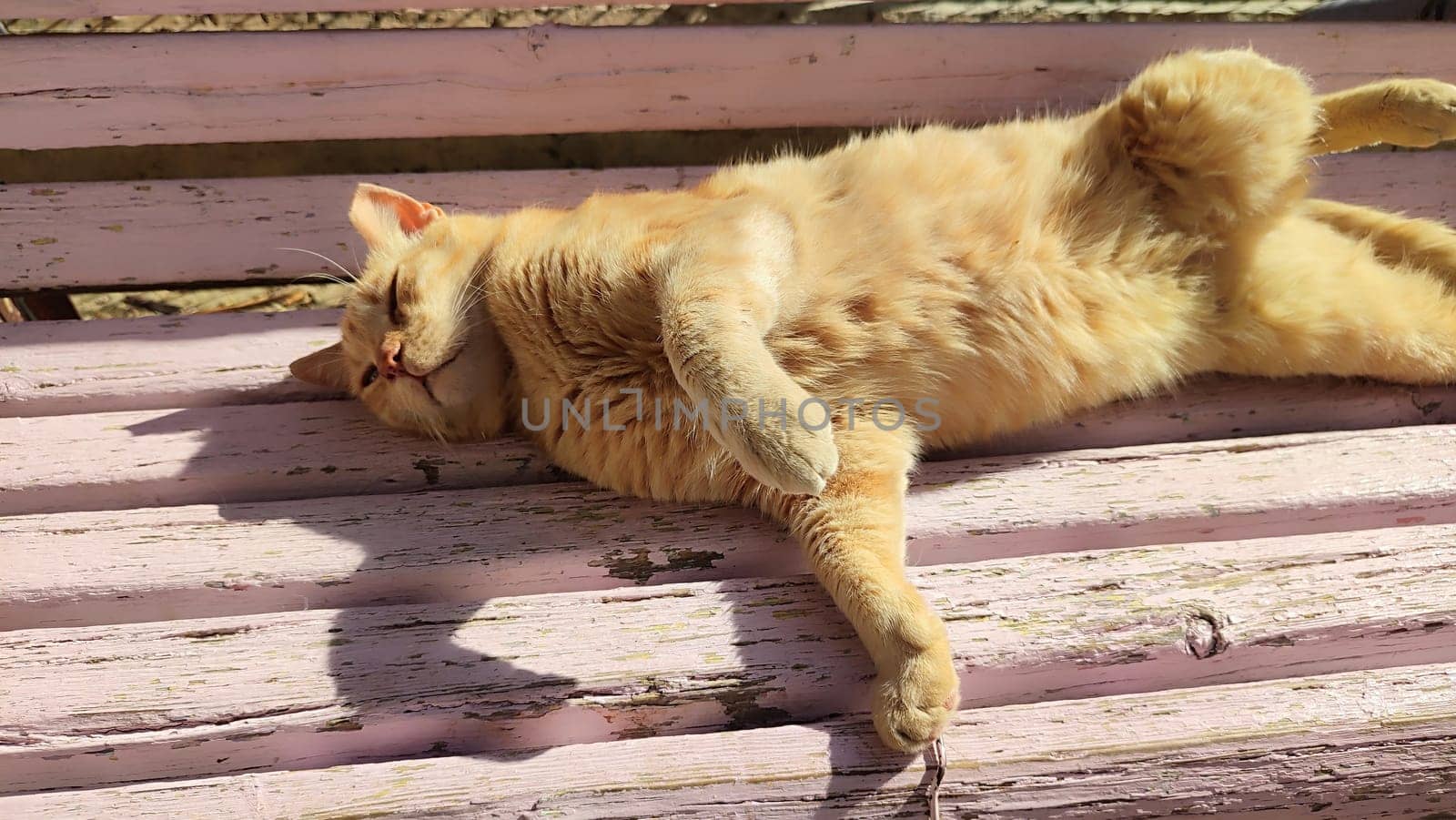 Ginger red cat lies on a wooden bench, pets, animal. High quality photo