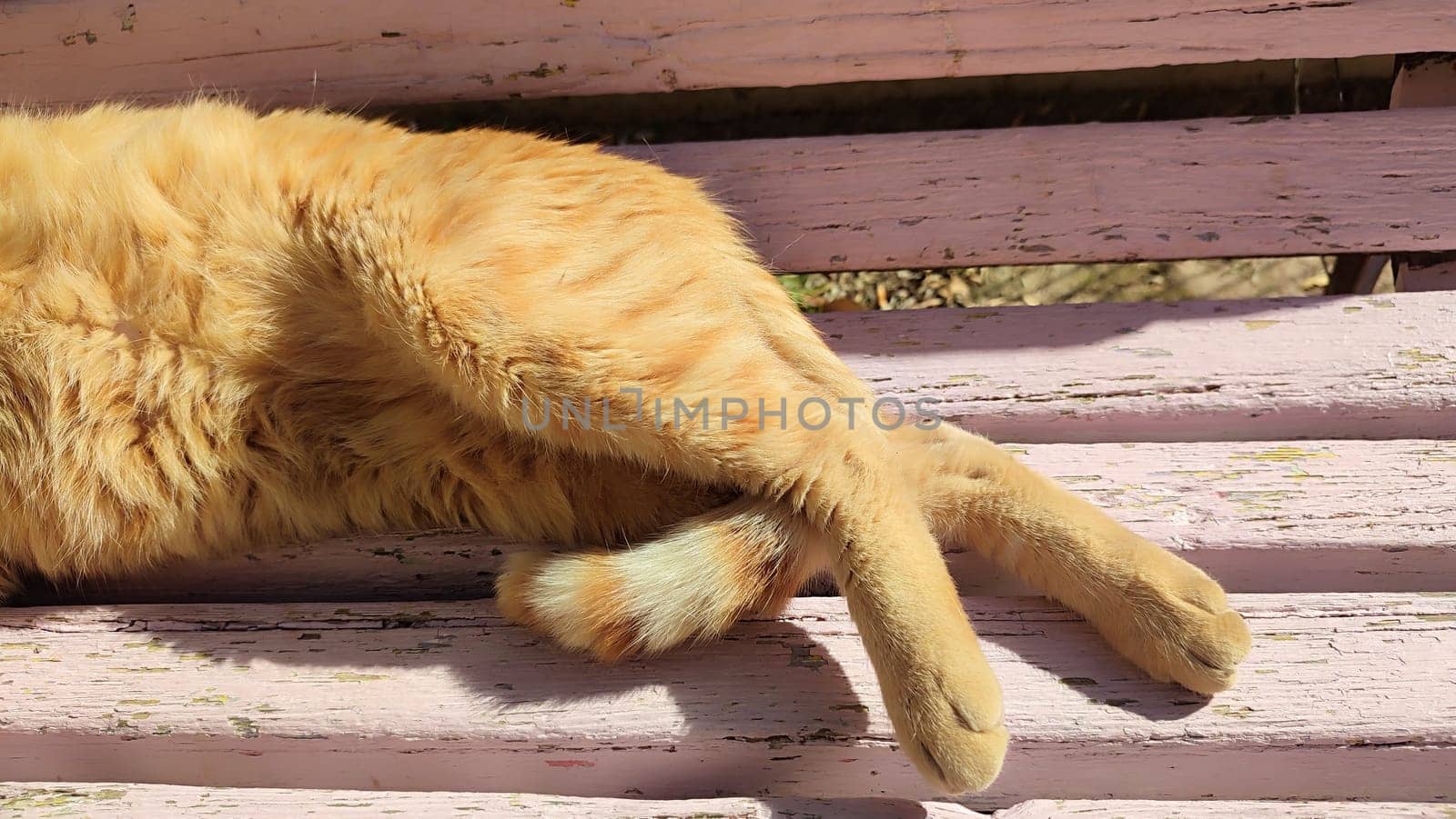 Ginger red cat lies on a wooden bench, pets, animal. High quality photo