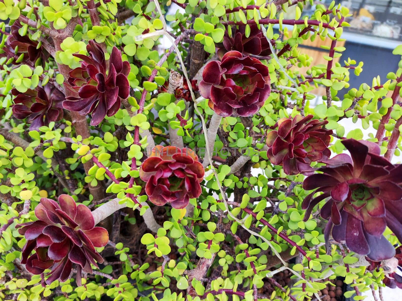 Flowering Aeonium arboreum tree close-up, blooming succulent by Annado