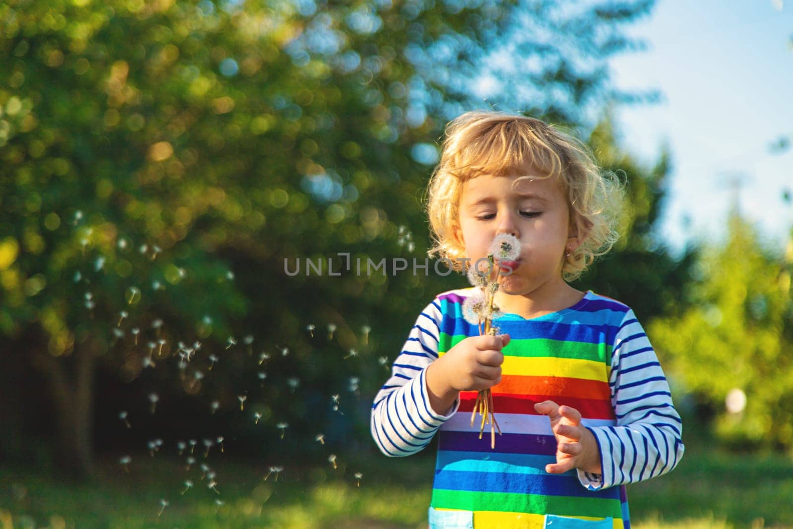 A child blows a dandelion. Selective focus. Kid.