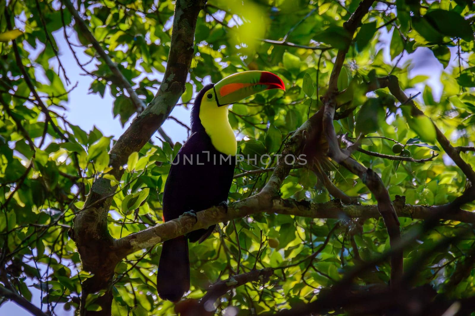 Wild Keel Billed Toucan, Ramphastos sulfuratus, Sitting in Tree Campeche, Mexico by RobertPB