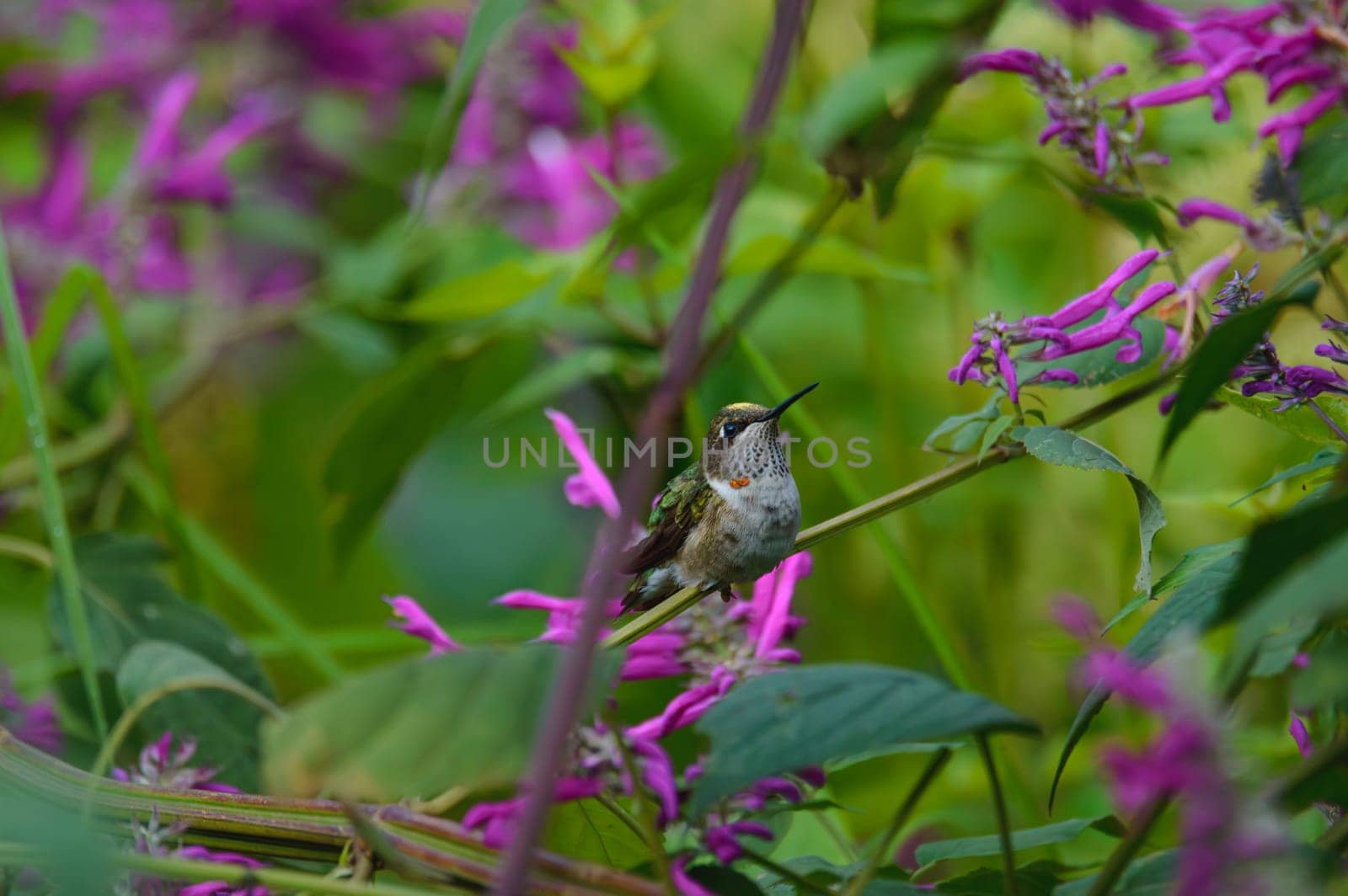 A close up of a female calliope hummingbird, Selasphorus calliope, perched amongst bushes and pink flowers in the Sierra de Juarez, Oaxaca, Mexico.
