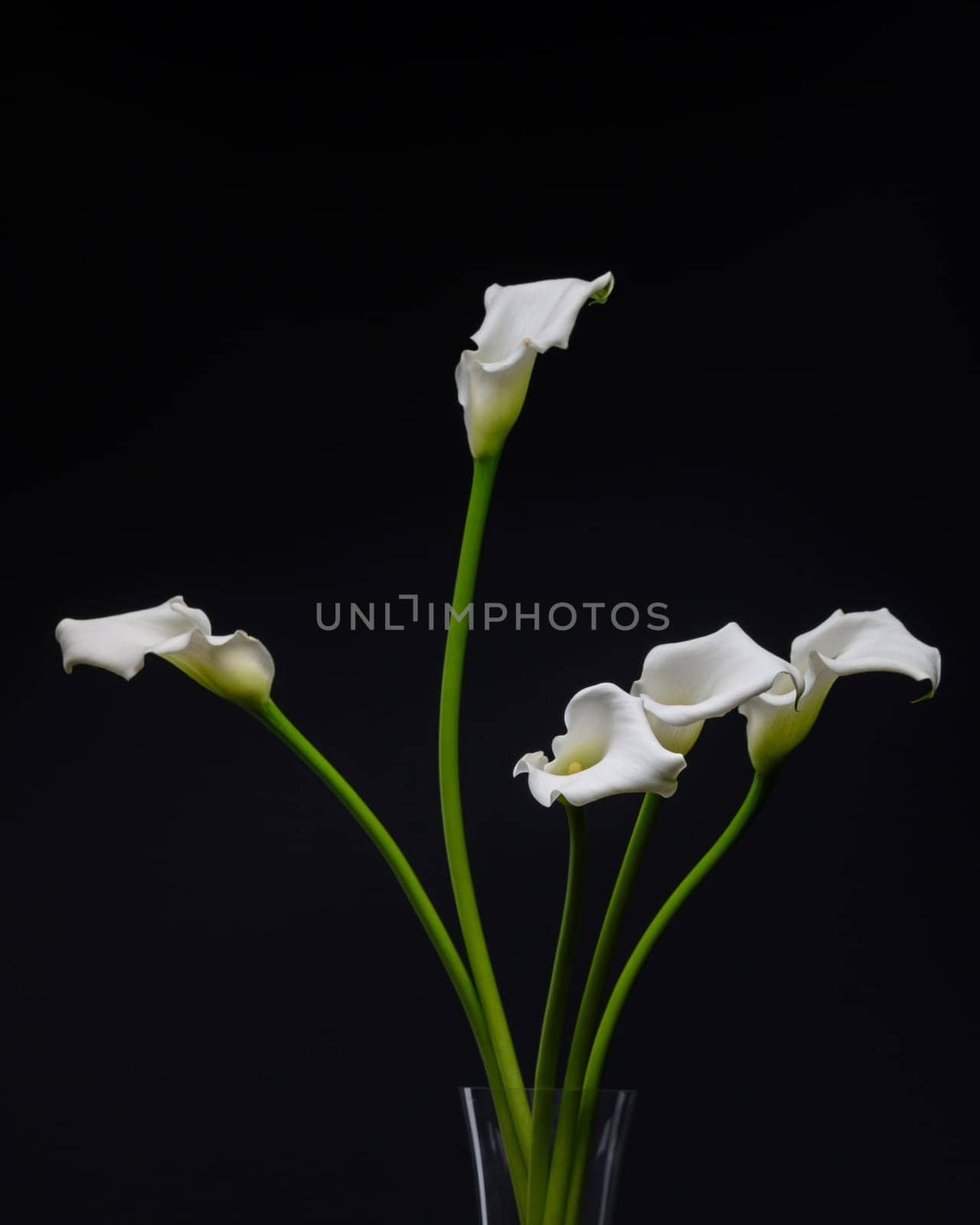 White Cala lily over dark background, beautiful white flower on black background 1