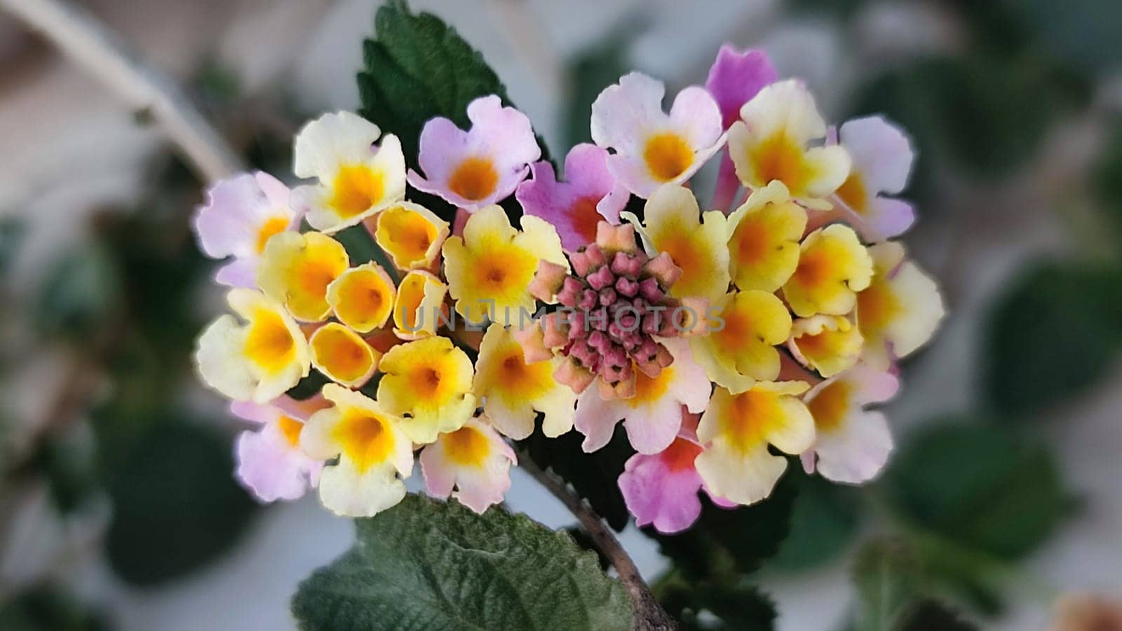 yellow pink round flowers, women's day, figure eight. High quality photo