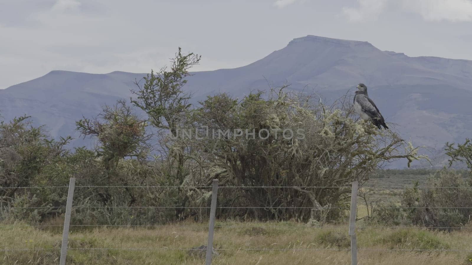 Majestic Brown Eagle Perched by Roadside in Wild by FerradalFCG