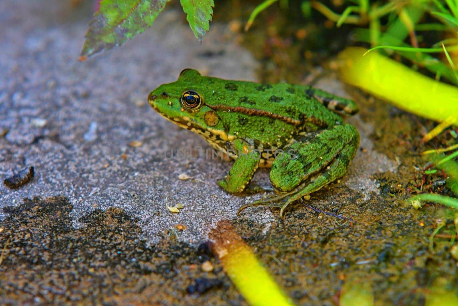 A green edible frog, also known as the Common Water Frog. Adult frog sitting in the grass.