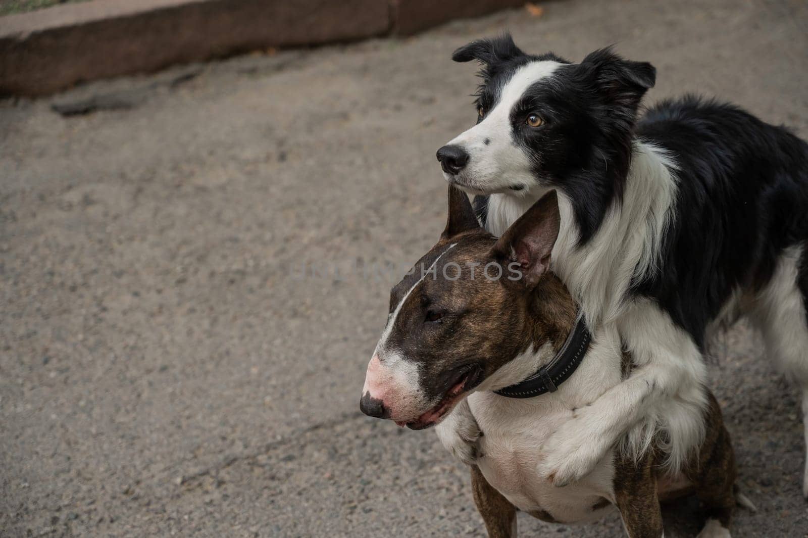 Black and white border collie hugging a brindle bull terrier on a walk