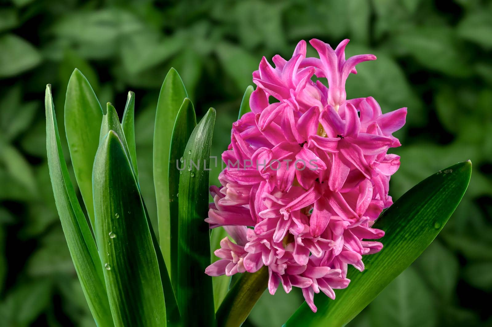 Pink Hyacinth flower on a green background by Multipedia