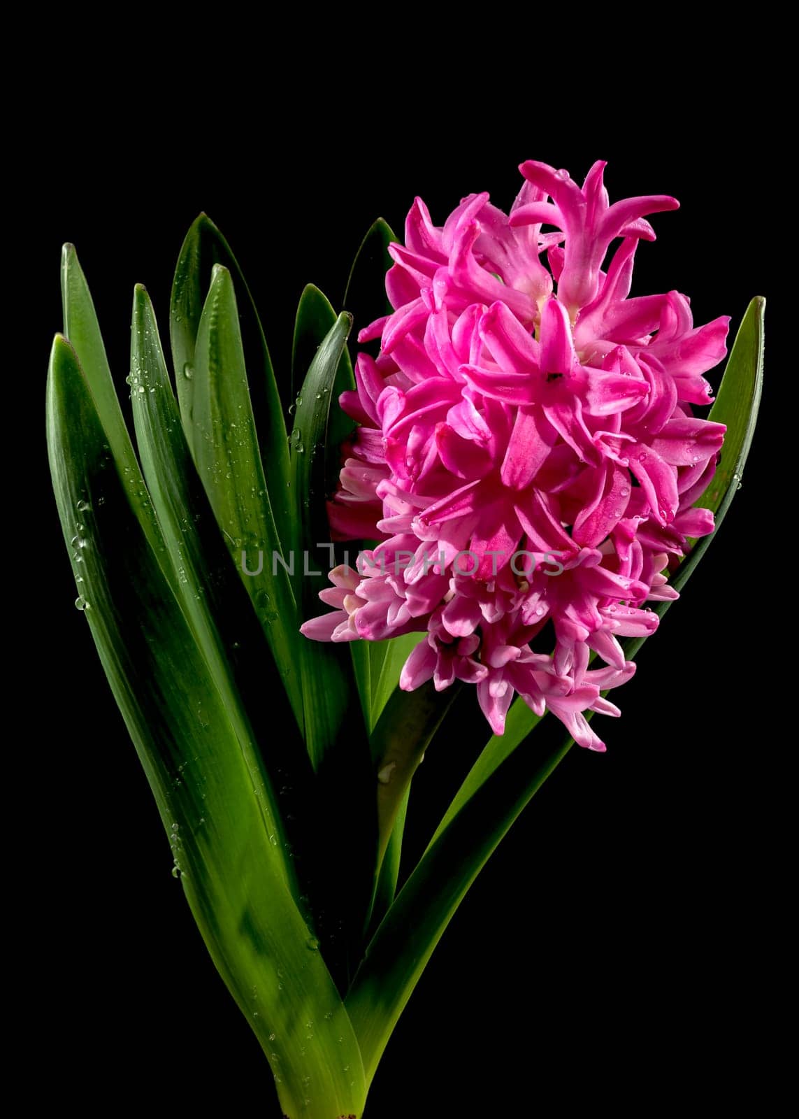 Beautiful blooming Pink Hyacinth flower on a black background. Flower head close-up.