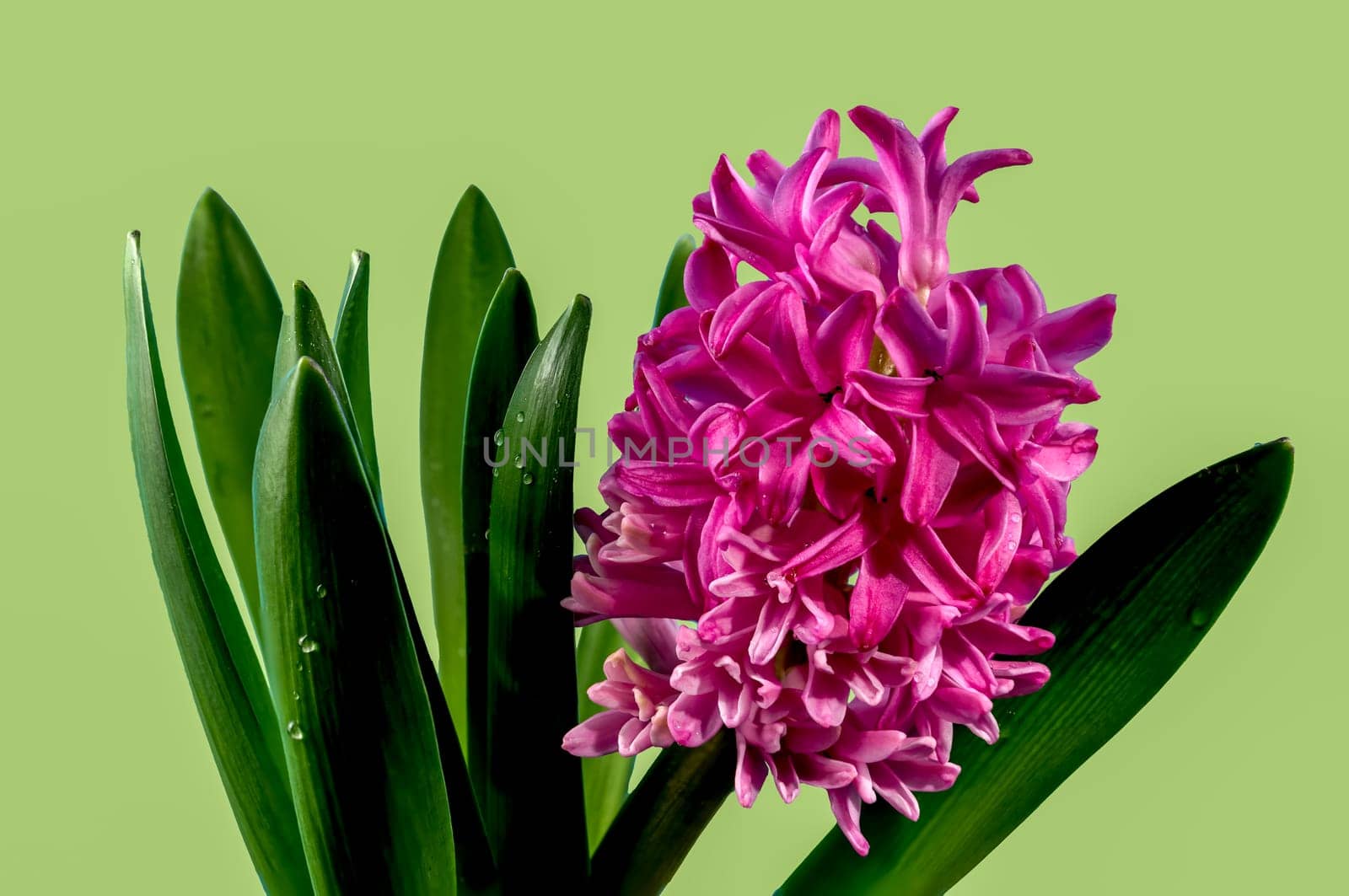 Beautiful blooming Pink Hyacinth flower on a green background. Flower head close-up.