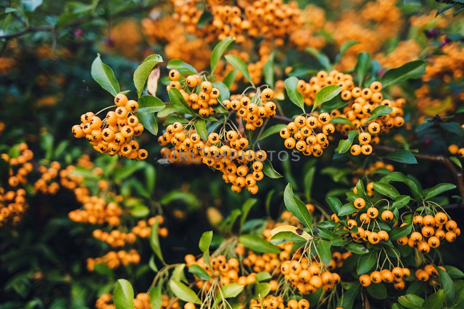 yellow clusters of Rowan berries on the bushes