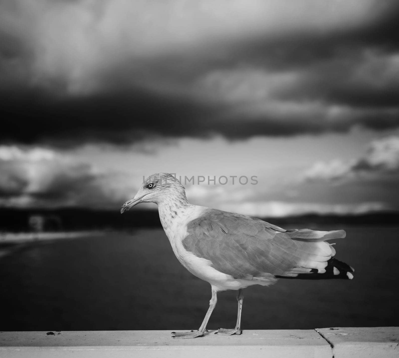 black and white photo of a gull bird on the background of the sea and sky