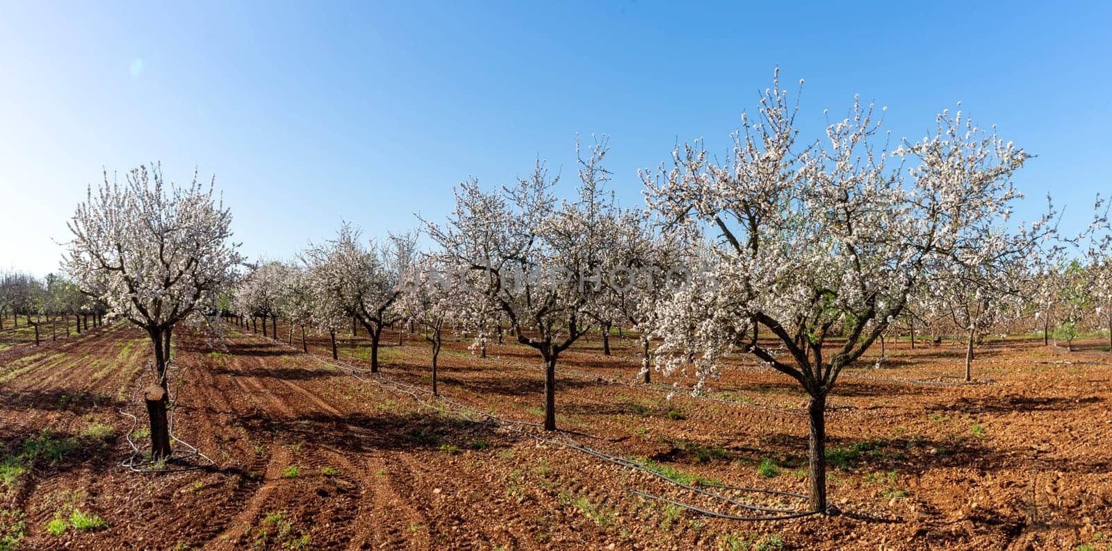 A breathtaking orchard of almond trees in full bloom under the clear blue sky