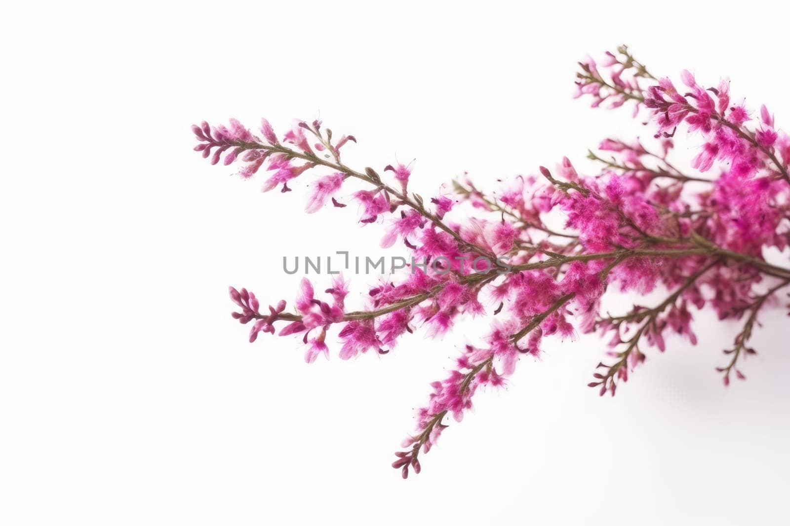 Branches heather. Generate Ai by ylivdesign