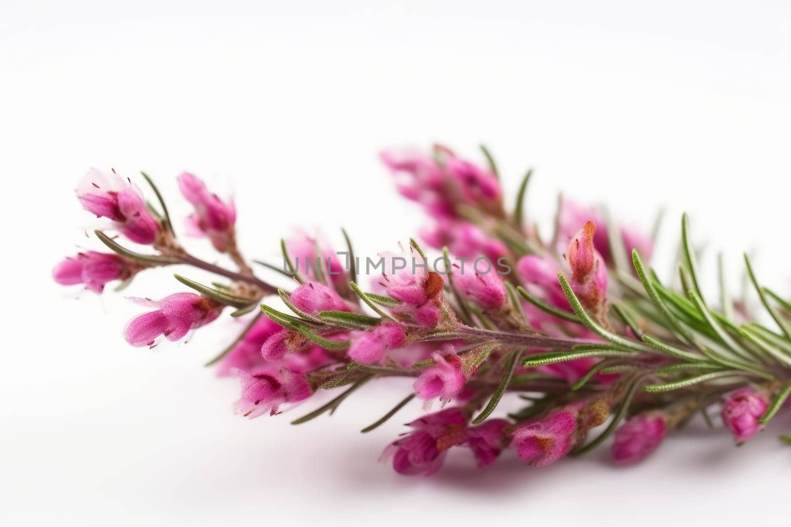 Branches heather plant. Petal bach. Generate Ai