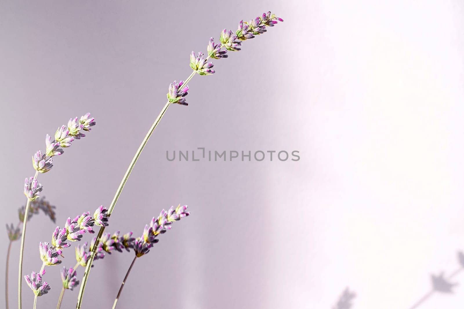 Flower. Bouquet of lavender at home, shadow of flowers in wall. Copy space