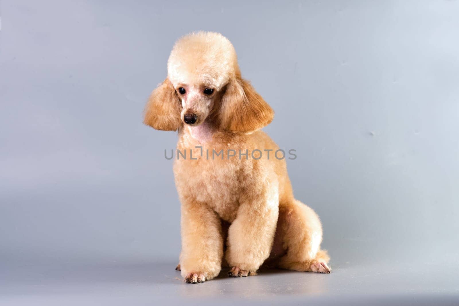 Beautiful apricot toy poodle on a gray background