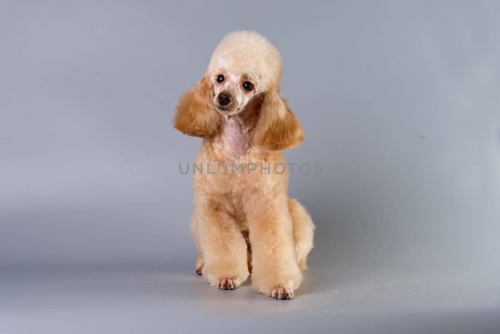 The dog is an apricot poodle after a haircut on a gray background. Studio photo. The concept of caring for and caring for pets
