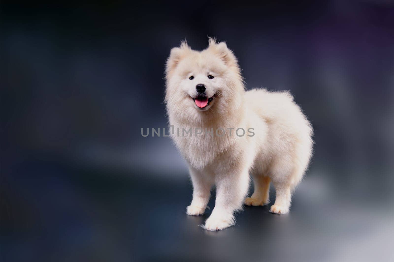 A white Samoyed dog after express molting, washing and drying. Studio photo of a well-groomed dog